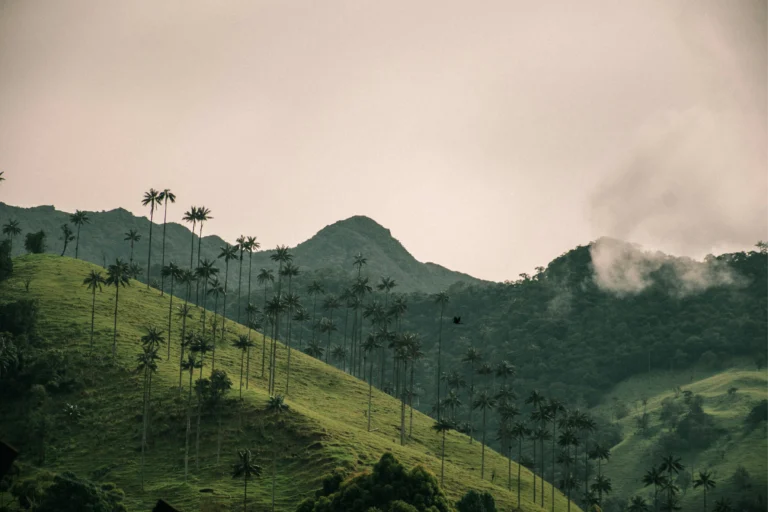 david_restrepo_omjtnsci5gk_unsplash_4x