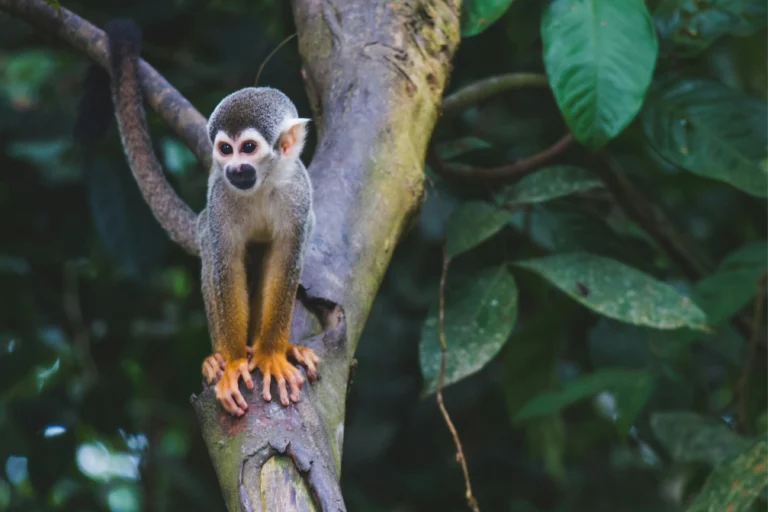 diego_guzman_u_4bpyoxuje_unsplash_4x